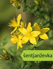 bylinka