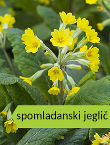 bylinka
